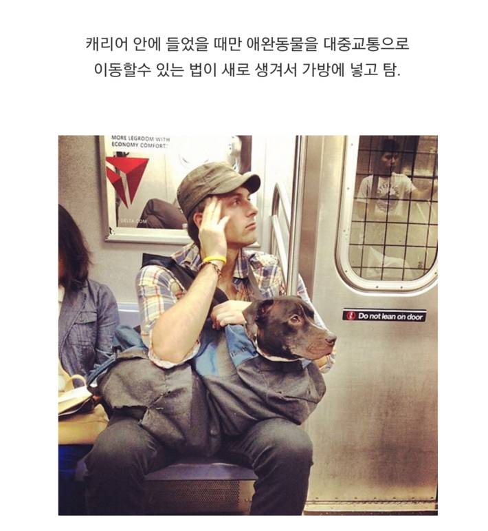 미국 뉴욕 개들이 지하철 타는법 | 인스티즈