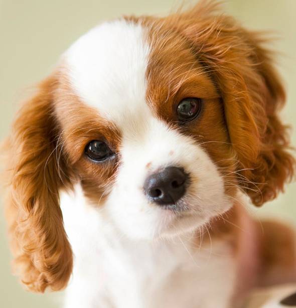 킹 찰스 스파니엘에 대하여 | 인스티즈