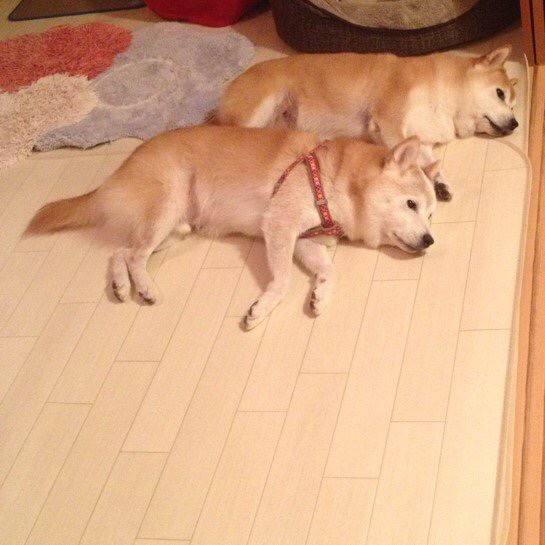 시바견들 더워하는거 같아서 에어컨을 틀었더니.JPG | 인스티즈