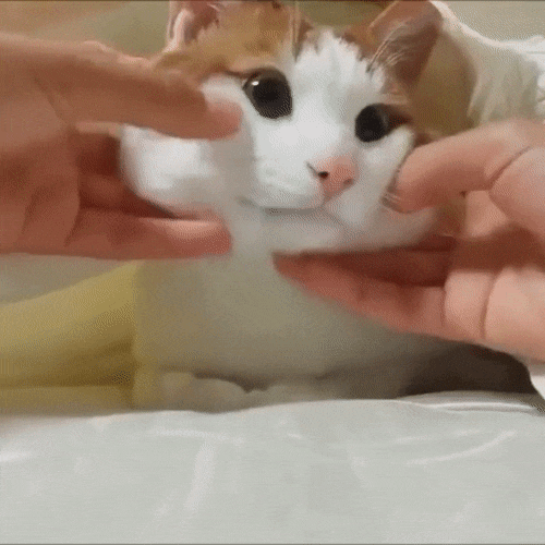 [데이터주의] 고양이-고양이-고양이-고양이-고양이-Cat.gif | 인스티즈