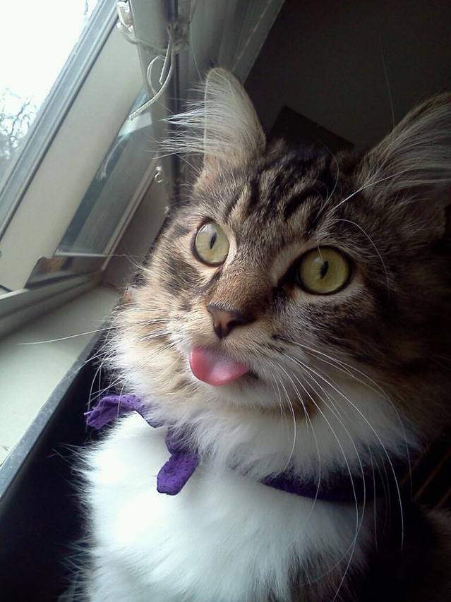 고양이 혀 집어넣는거 까먹었을때.jpgif | 인스티즈