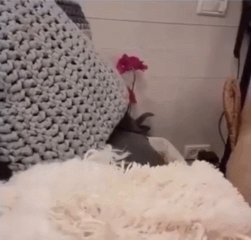 이래도 댕댕이가 아닙니까.gif | 인스티즈