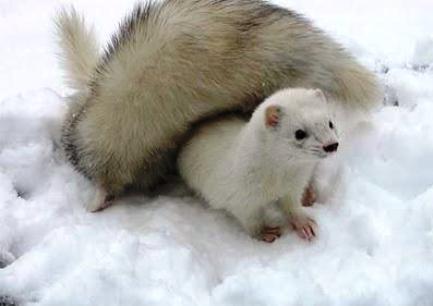 행복한 세상의 족제비 | 인스티즈