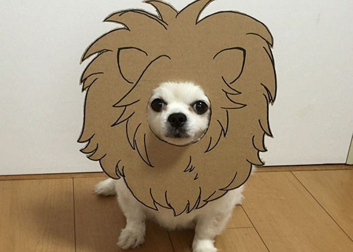 라면상자로 코스프레 당하는 강아지 | 인스티즈