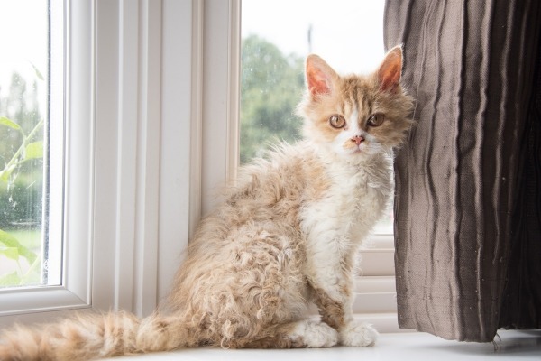 고양이계의 푸들 셀커크렉스 | 인스티즈