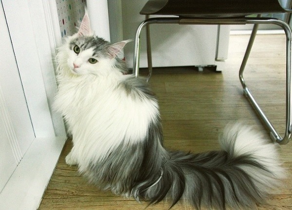 우리가 잘 몰랐던 고양이 종 | 인스티즈