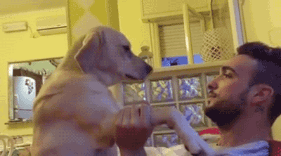 혼나기 싫은 댕댕이 | 인스티즈