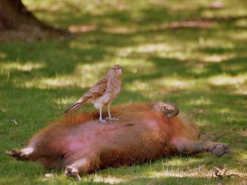 최고의 친화력을 자랑하는 쥐 | 인스티즈