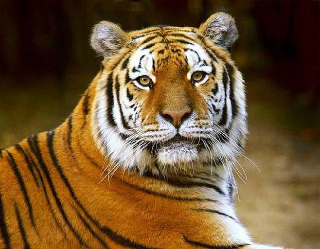 내가 가장 좋아하는 고양이과 맹수는?? | 인스티즈