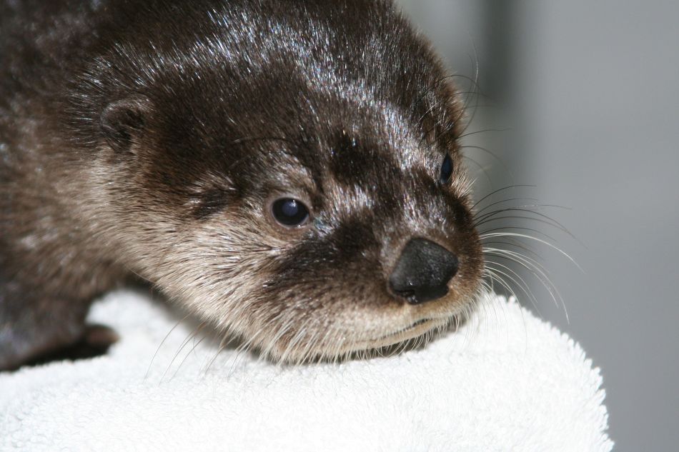 귀여운 동물새끼들.jpg | 인스티즈