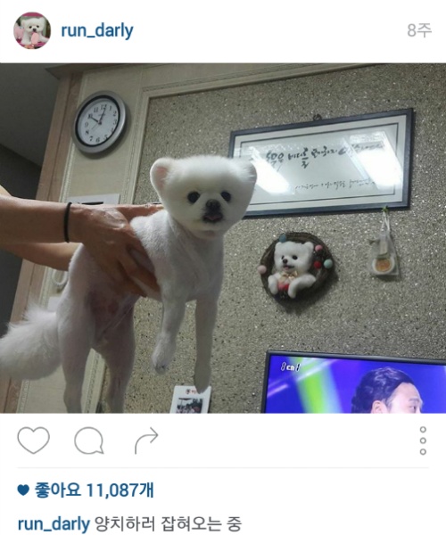 유기견에서 스타강아지가 되기까지 달리의 변화모습 | 인스티즈