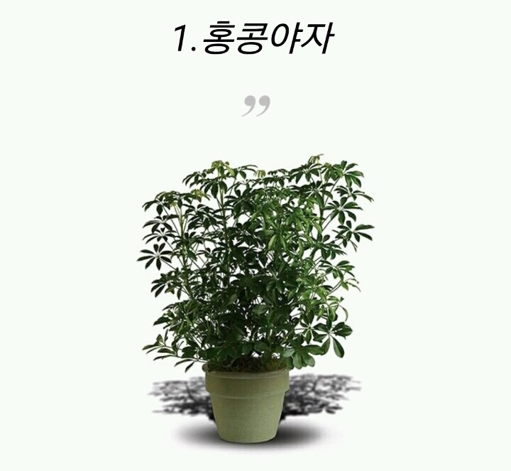 모양도 예쁘고 기능도 좋은 실내 식물 10가지 | 인스티즈