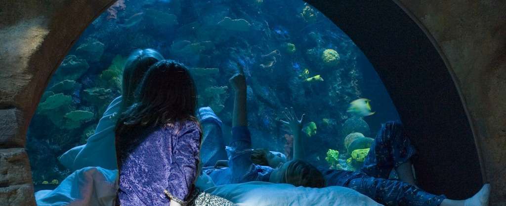 수족관에서 하룻밤.jpg | 인스티즈