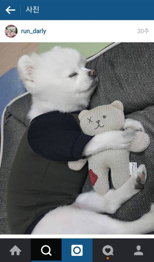 유기견에서 스타강아지가 되기까지 달리의 변화모습 | 인스티즈