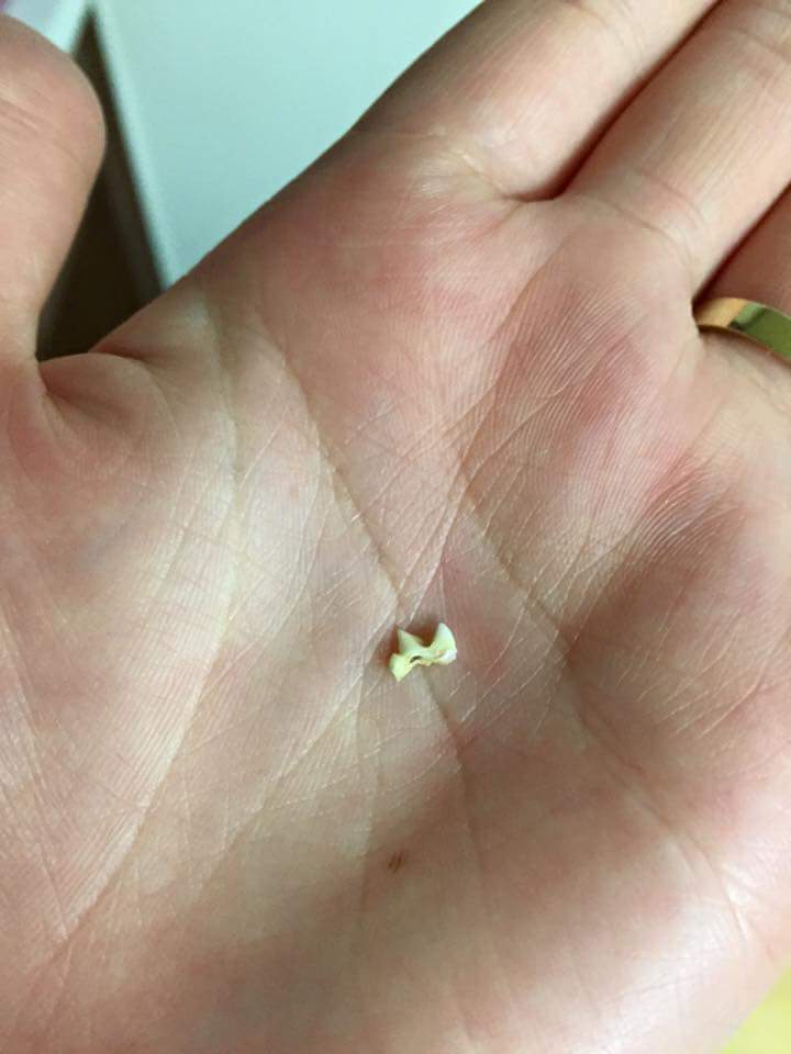 냥덕 입문냥 | 인스티즈