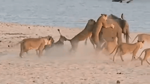 사자 14마리를 물리친 용맹한 코끼리 | 인스티즈