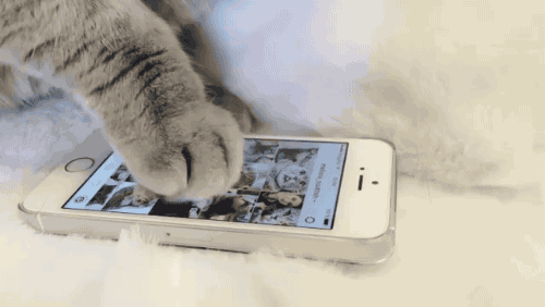 스마트폰 사용하는 고양이 | 인스티즈