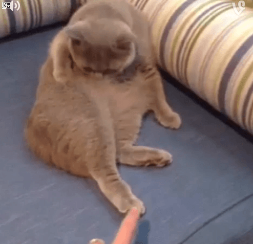 그냥 고양이 gif | 인스티즈