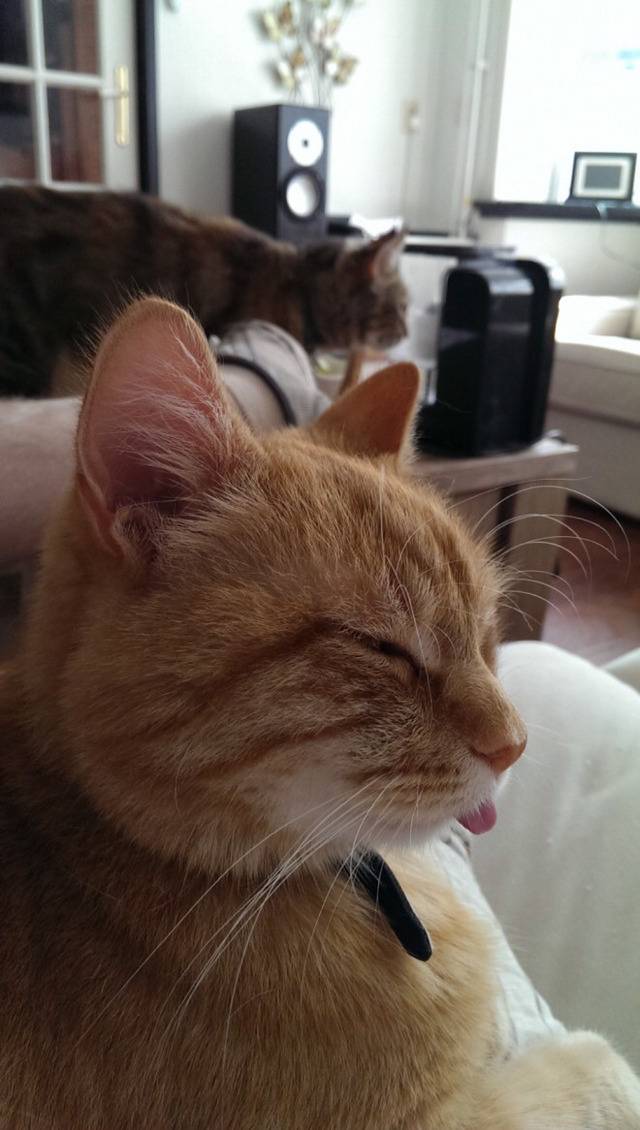 고양이 혀 집어넣는거 까먹었을때.jpgif | 인스티즈