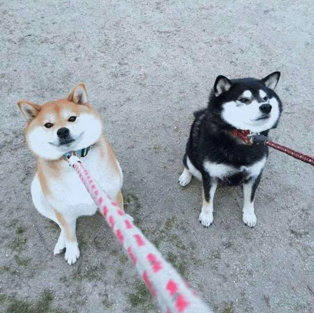 [트와이스] 치얼업 시절 사나와 TT 시절 사나 | 인스티즈