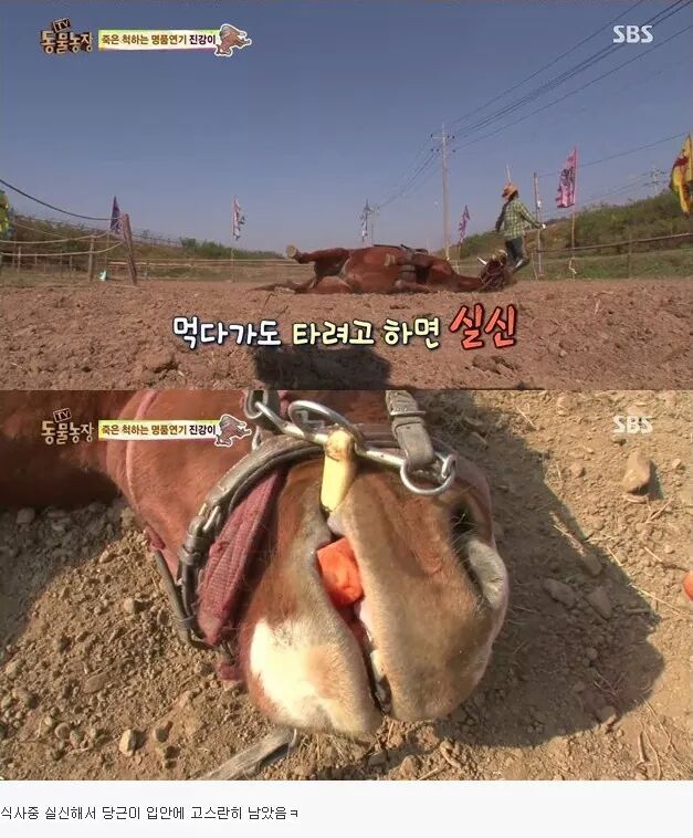 죽은척 하는 말 | 인스티즈