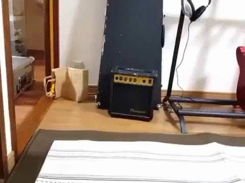 집사들이 고양이와 놀 수 밖에 없는 이유.gif | 인스티즈