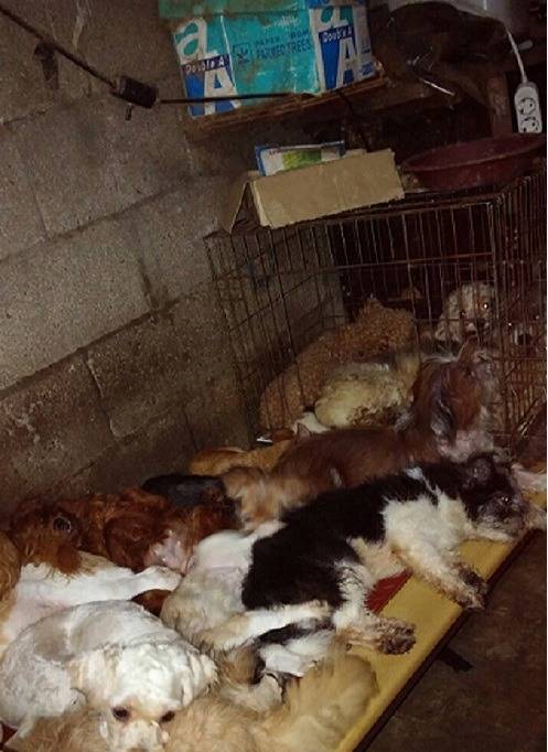 경남 진해 유기견행복의집이 태풍으로 폐허가 됐어요..하지만 이곳은 봉사조차 갈수 없는 곳이에요.. | 인스티즈