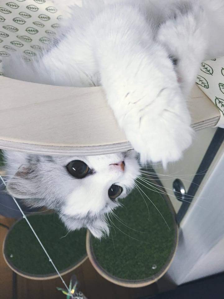 냥덕 입문냥 | 인스티즈