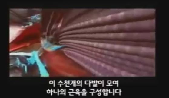 근육이 자라는 과정 | 인스티즈