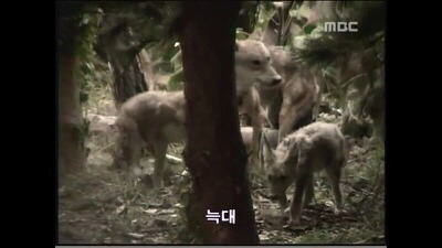 북한에가면 볼수있다는 신기한 동물들 .jpg | 인스티즈