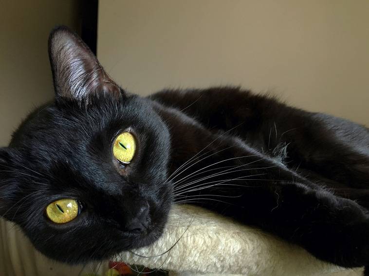 검은 고양이 ~♪ | 인스티즈