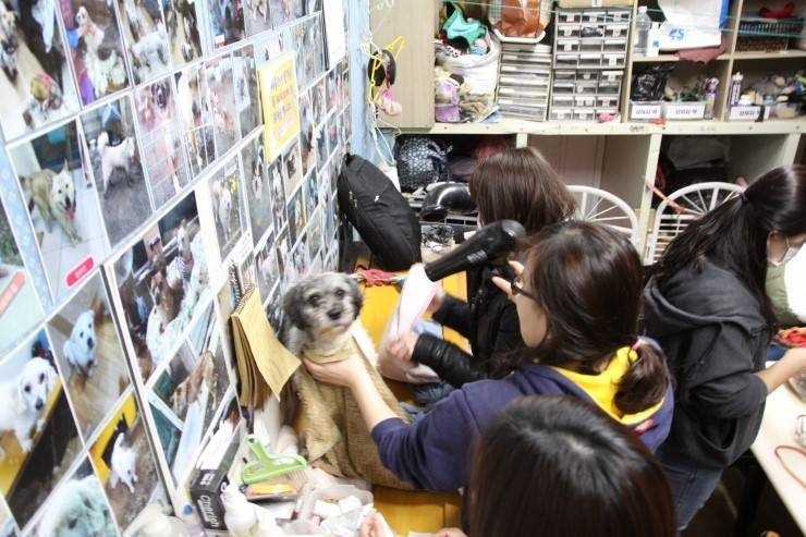 안락사 없는 내사랑바둑이 보호소가 공사비 모금중입니다! 공사비가 부족해서 고양이들이 살 묘사와 주방위생시설을 아직 짓지 못했어요ㅠㅠ(봉사,물품후원가능) | 인스티즈