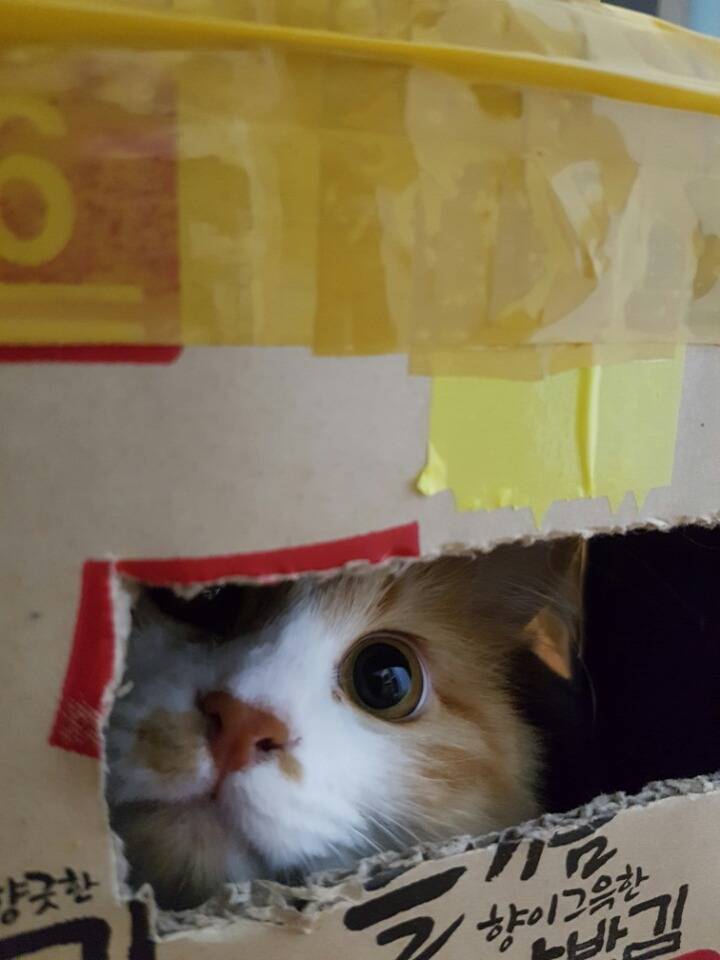 삼시세끼를 보니 역시 냥이는 털냥이가 귀엽습니다.. | 인스티즈