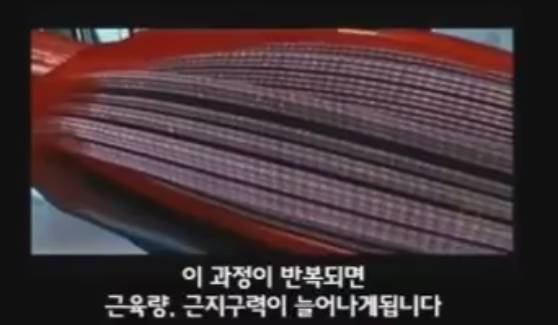 근육이 자라는 과정 | 인스티즈