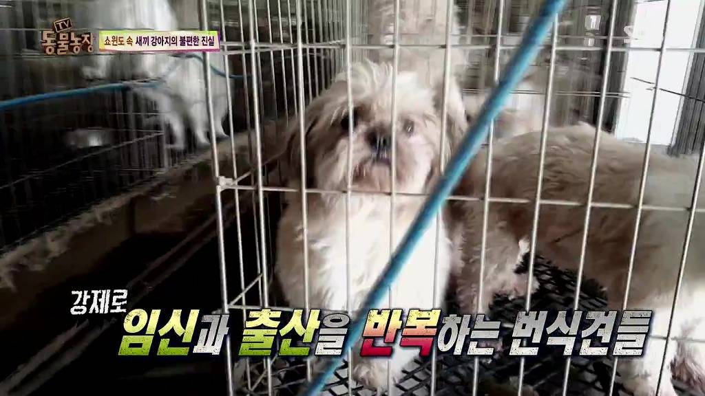 강아지 공장 철폐를 위한 동물보호법 개정 서명운동 동참합시다!!(분노주의) | 인스티즈