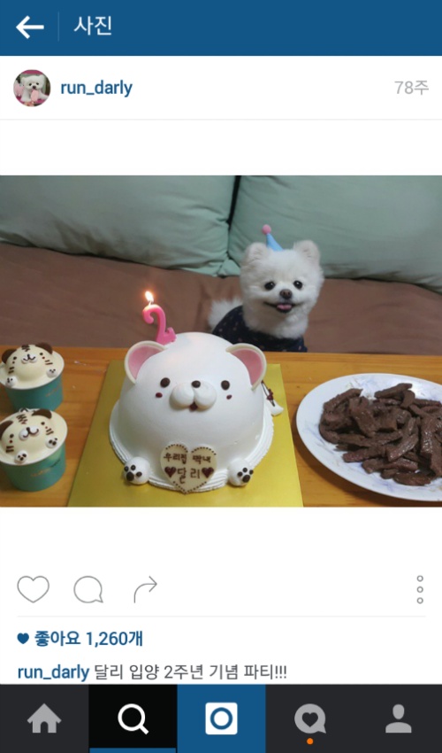 유기견에서 스타강아지가 되기까지 달리의 변화모습 | 인스티즈