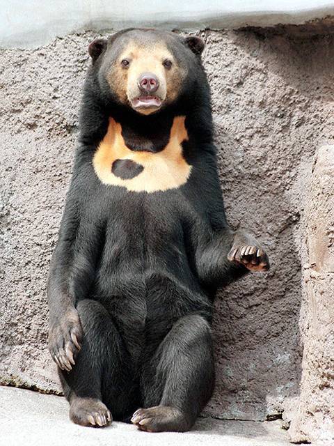 기괴하게 생긴걸로는 만렙보스인 말레이곰 (혐오주의) | 인스티즈