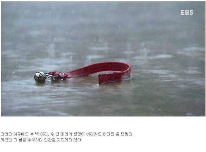 나는 아직 살수 있는데 왜 죽으라하나요 | 인스티즈