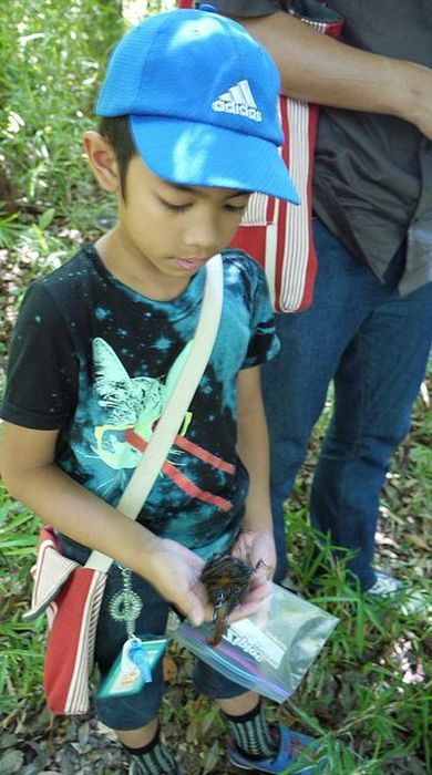 일본초딩이 찍은 헤라클레스 장수풍뎅이의 일생 | 인스티즈