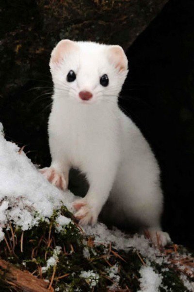 행복한 세상의 족제비 | 인스티즈