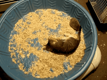 고양이 대 고슴도치 | 인스티즈