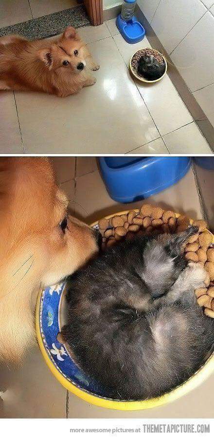 고양이를 이해하는걸 포기했다 | 인스티즈