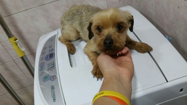 유기견의 변신 그 세번째 이야기.. 그리고 또 많은분들이 봐주셨으면 하는 이야기.. | 인스티즈