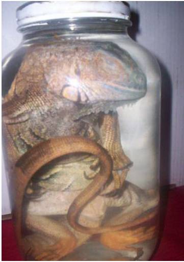 각종 술 (혐오주의) | 인스티즈