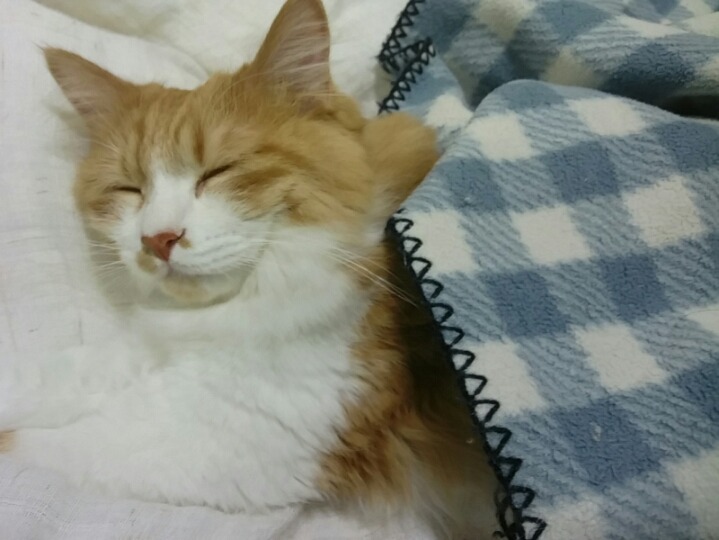 삼시세끼를 보니 역시 냥이는 털냥이가 귀엽습니다.. | 인스티즈