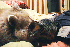 고양이 안아주는 너구리 | 인스티즈