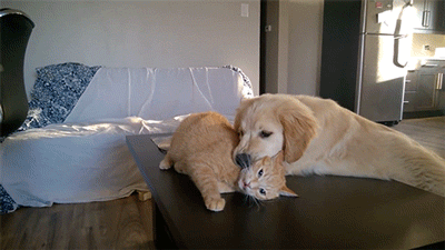 약혐] 냥이 머리 물어뜯는 강아지.gif | 인스티즈