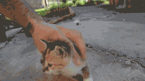 아기고양이 기절시키는 법.gif | 인스티즈