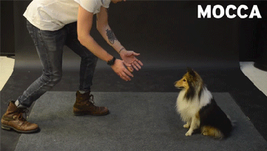 염력 쓰는 걸 보는 강아지별 반응.gif | 인스티즈