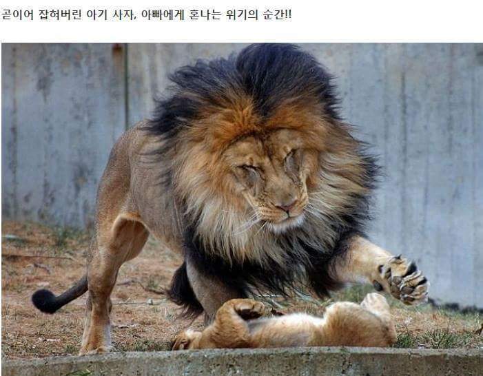 혼나는 아빠 | 인스티즈